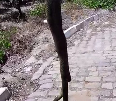 Aydın’da dev yılan korkuttu