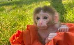 Çekmeköy’de 20 günlük utangaç yavru maymun hayvanat bahçesinin maskotu oldu