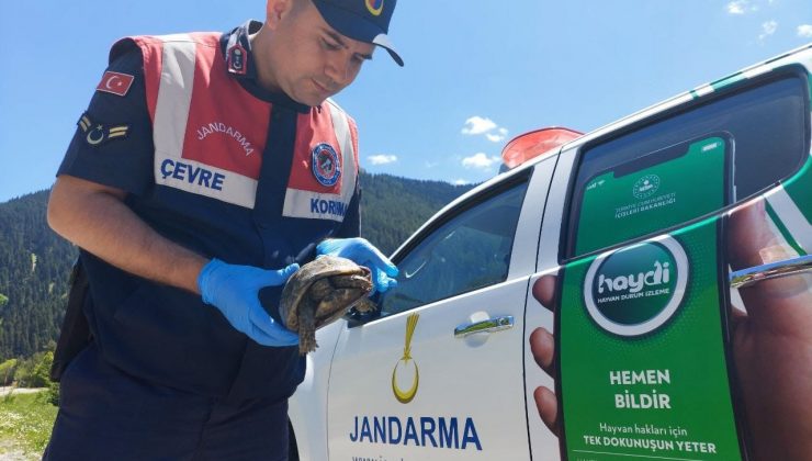 Jandarma ekiplerinin bulduğu yaralı kaplumbağa tedavi altına alındı