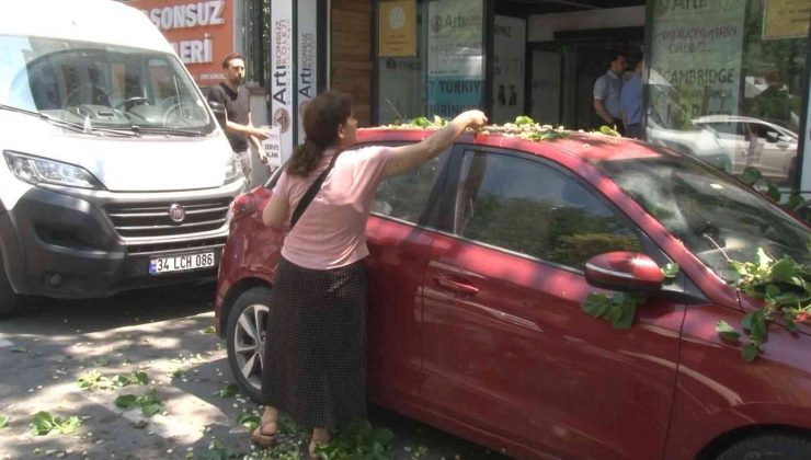 Kadıköy’de ilginç anlar: Otomobilin üzerine devrilen ağaçtan dut topladılar
