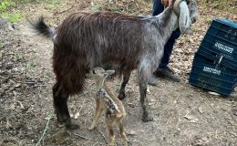 Ormanlık alanda bulunan 4 yavru karaca keçi sütü ile hayata tutundu