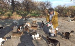Balıkesir’de emekli hemşire 18 yıldır sokak kedilerini besliyor