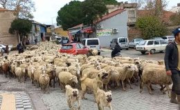 Kent merkezinden geçen koyun sürüsü ilginç görüntü oluşturdu