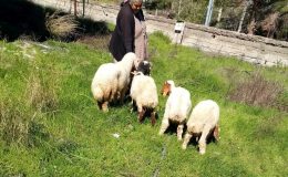 Kaybolan koyunları, jandarma buldu